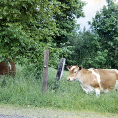 Cows in Pasture.