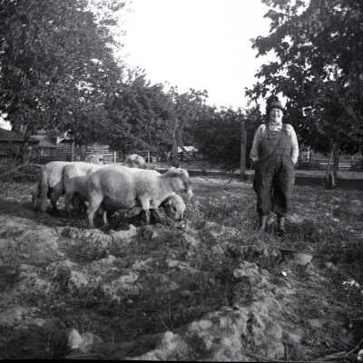 Woman in Overalls with Sheep.
