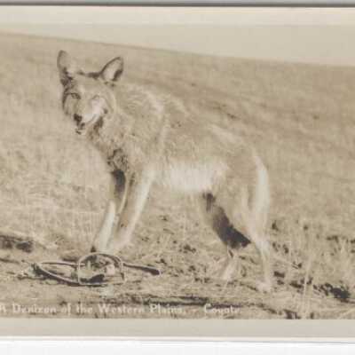 Animals - Coyote - A Denizen of the Western Plains