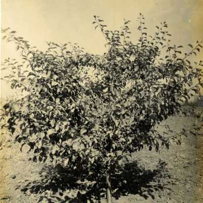 Crab Apple Tree on Maple Lane