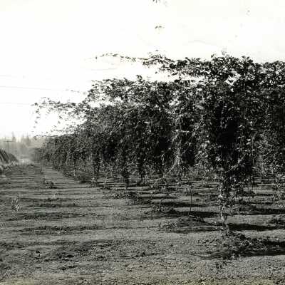 Hop Vinyard in Clackamas County.