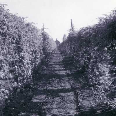 Hop Yard in Needy, Oregon.