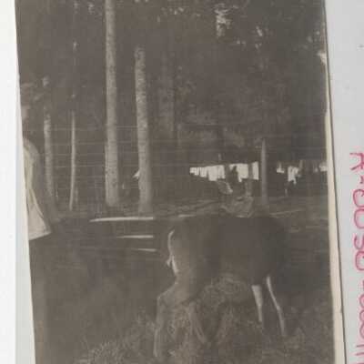 Animals Deer