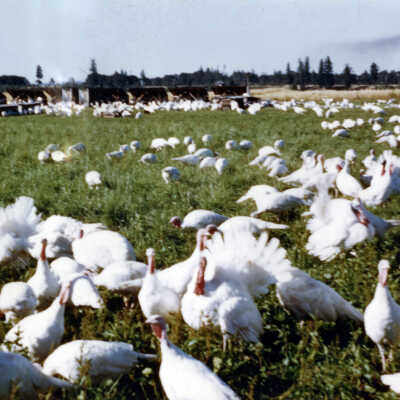 Turkeys on the Maurice Buxton Farm.