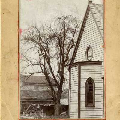 O.C. Famous Apple Tree, 1890s.: Origformat: Print-Photographic