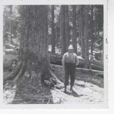 Logging
