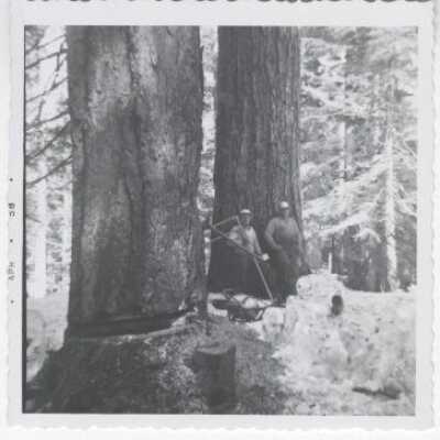 Logging
