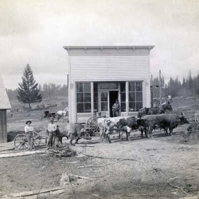 Barlow 1885-1900 - Bill Jennings Ox Team