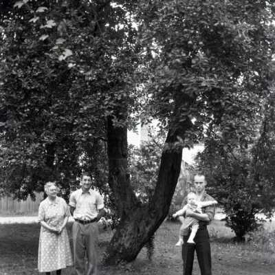 Abernethy Apple Tree, 1936.: Copyright: None; Origsize: 5"x7"; Origformat: Negative