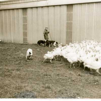 Animals - Dogs Herding Turkeys.