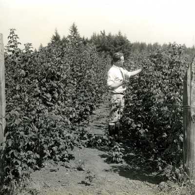Carus 1910s - Red Raspberry Fertilizer Trial on George Bliss Farm - J. Inskeep in Photo