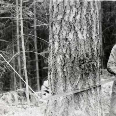Beavercreek Area 1931 - Falling Tree with a "Dutchman Notch"