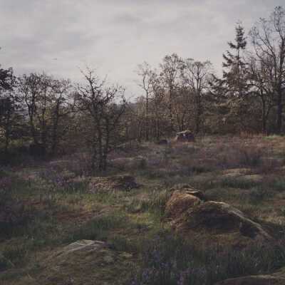 Forest Meadow - Geoloey - No Date