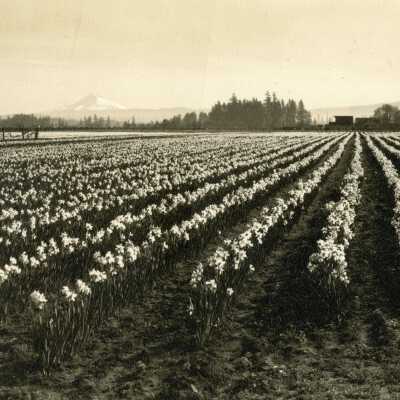 A Field of Daffodils.
