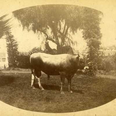 The Bull "Little Duke".