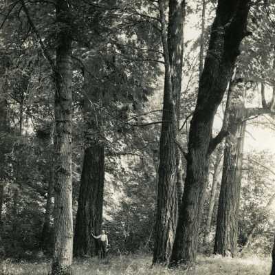 William Lillie and His Trees Along the Clackamas River.