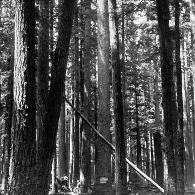 Big Trees in Oregon, 1899.