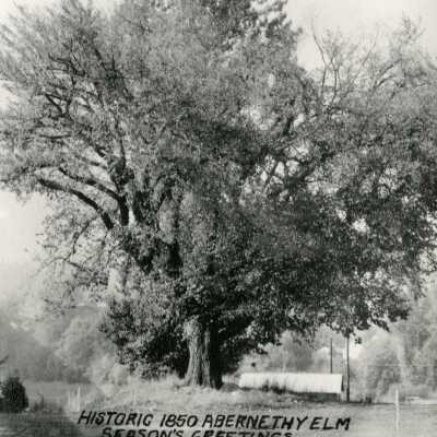 Historic 1850 Abernethy Elm, Abernethy Green