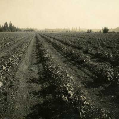 Potato Field on Grant Graves Farm