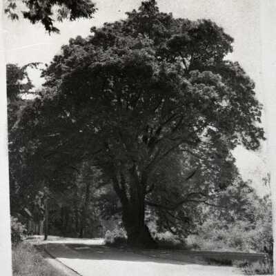 Pow Wow Maple Tree