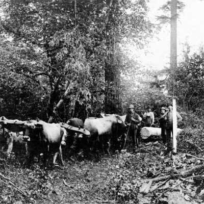 W. F. Harris Sawmill, North of Henrici Rd., 1900 to 1908.: Copyright: Clackamas County Historical Society; Origsize: 5x7; Origformat: Print-Photographic