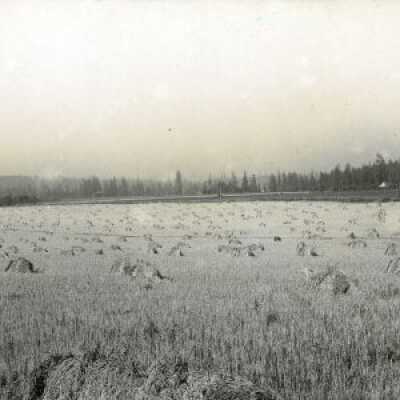 Wheat field on George Brown Farm.: Origsize: 8" x 10"; Origformat: Print-Photographic