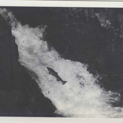 Fish and Willamette Falls
