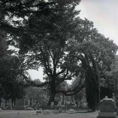 Oregon City 1950 - Pioneer Oak at Mountain View Cemetery