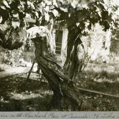 Grape Vine at Old Blanchard Place, Canemah, Oregon. Circumference: 76'.: Origsize: 8" x 10"; Origformat: Print-Photographic