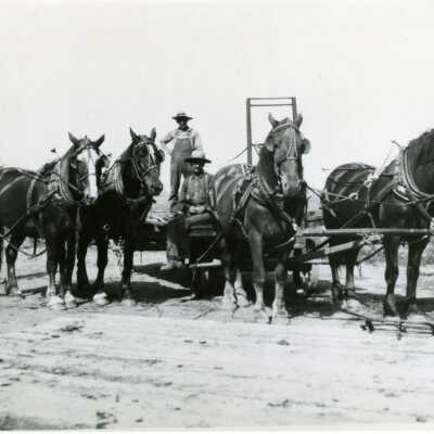 Draft Horses and Unidentifed Men.