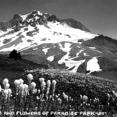 Mt. Hood "beargrass", Paradise Park