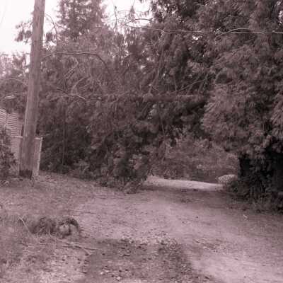 Columbus Day Wind Storm Aftermath: Fallen Tree on Garage, #1.