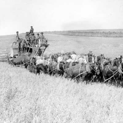 Andrew Flynn and Sons Harvesting 1912