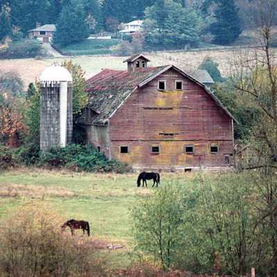 Old Dairy Barn, North of King Road, built 1910, burned 1995.