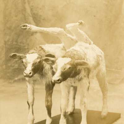 Two Calves Conjoined at the Stomach.