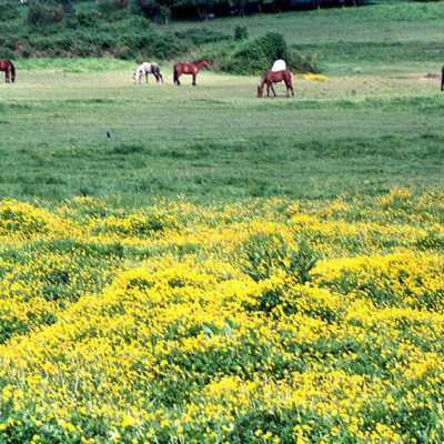 Horse Pasture South of King Road. Happy Valley 1987.: Copyright: Clackamas County Historical Society; Origformat: Other