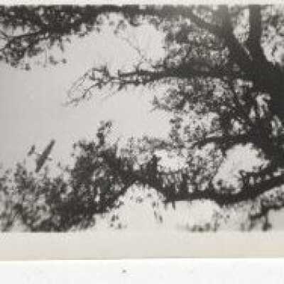 Airplace in the trees