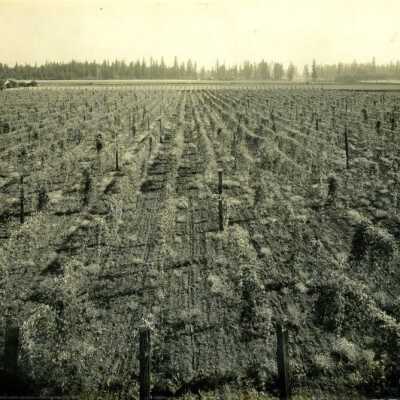 New Era - Hop Field of Chasles Bradtl