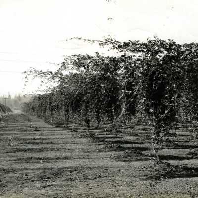 Hop Vinyard, Clackamas County, 1920s.: Copyright: Clackamas County Historical Society; Origformat: Print-Photographic