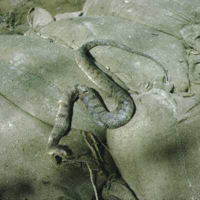 Snake