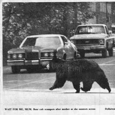 3036 - Bear & Cub on Dollarton, NSNews 1981, Ian Smith 2 pics.tif