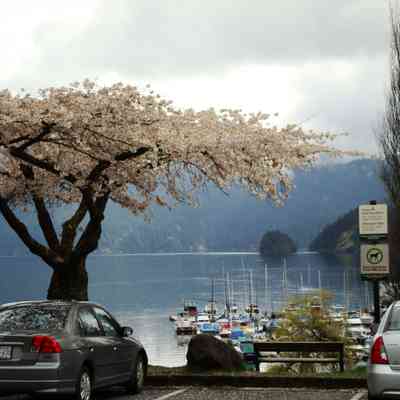 4773 - Cherry Blossoms Deep Cove Apr 2011 DSC03589.JPG