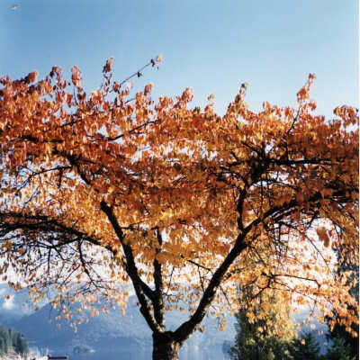 Panorama Cherry tree - Nov -2000