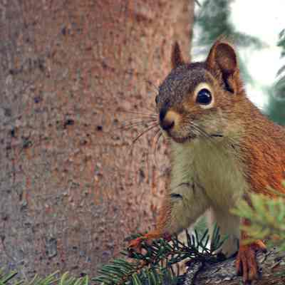 Red Squirrel, 2004