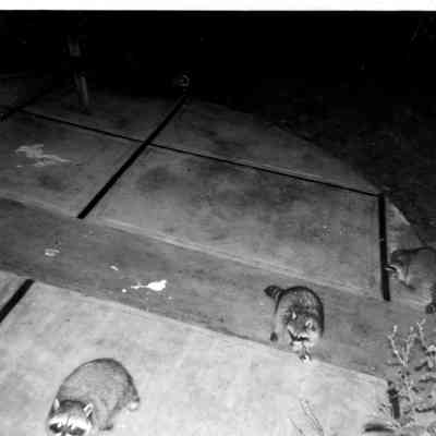 4913 - Three Raccoons - Jan 1967.tif