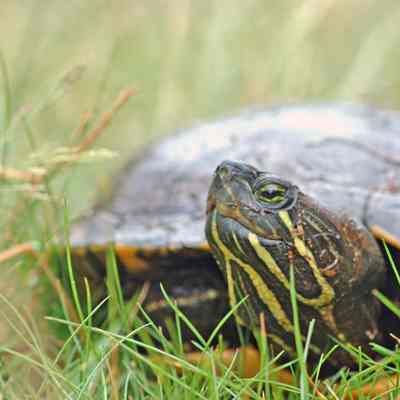 Red-eared Slider Turtle, 2005