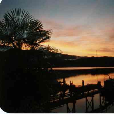 3147 - Deep Cove, sunrise, palm tree, 1990s.tif
