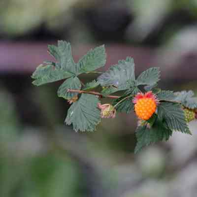 Salmon Berry