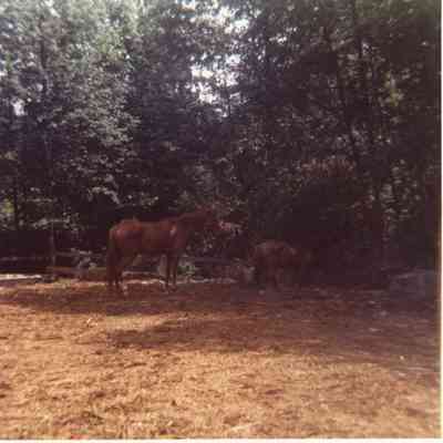 4728 - Persic Stables 1973.tif