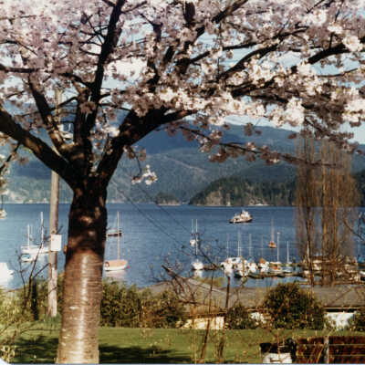 Panorama Cherry tree - bathhouse - liveaboards Spring 78
